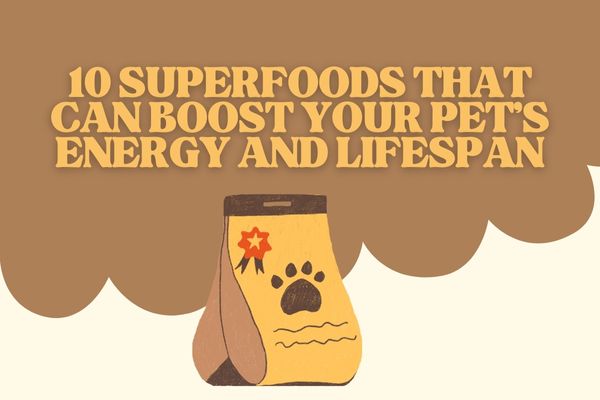 10 Superfoods That Can Boost Your Pet’s Energy and Lifespan