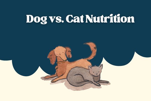 Dog vs. Cat Nutrition: Key Differences Every Owner Should Know