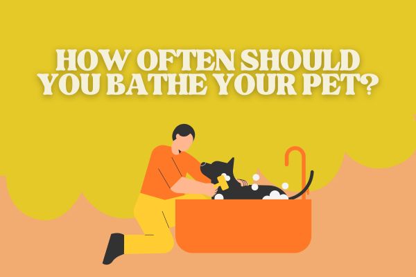 How Often Should You Bathe Your Pet