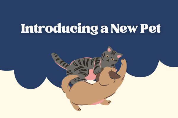 Introducing a New Pet
