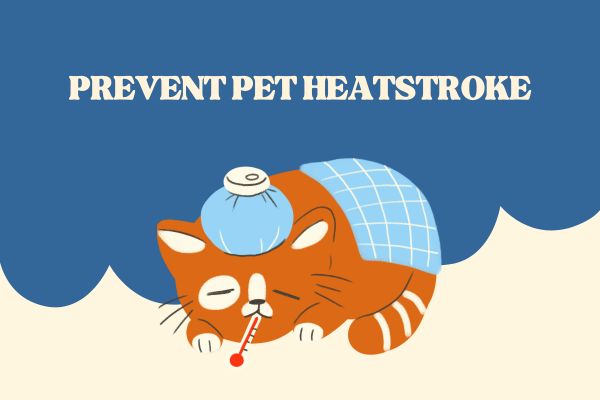 How to Prevent Heatstroke in Pets During Hot Months
